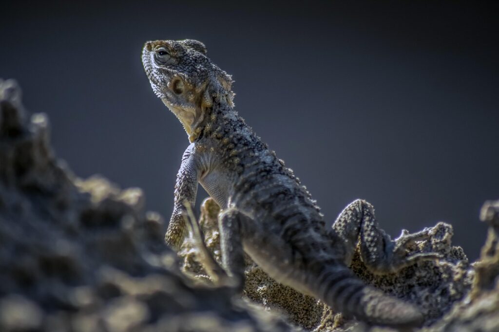 Kaip Kauno verslai prisitaikė prie 2026 metų ekonominių iššūkių: 15 sėkmės istorijų ir praktinių sprendimų