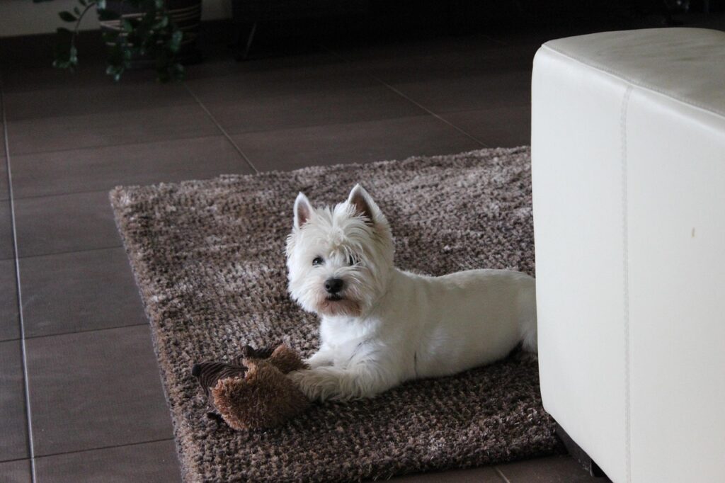 Kaip Kauno verslininkai išnaudoja dirbtinį intelektą kasdienėje veikloje: realūs pavyzdžiai ir rezultatai